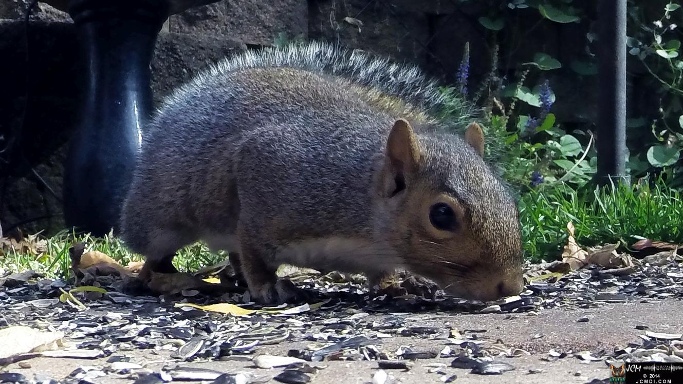 Gray Squirrel close-up at ground levvel - Hero3